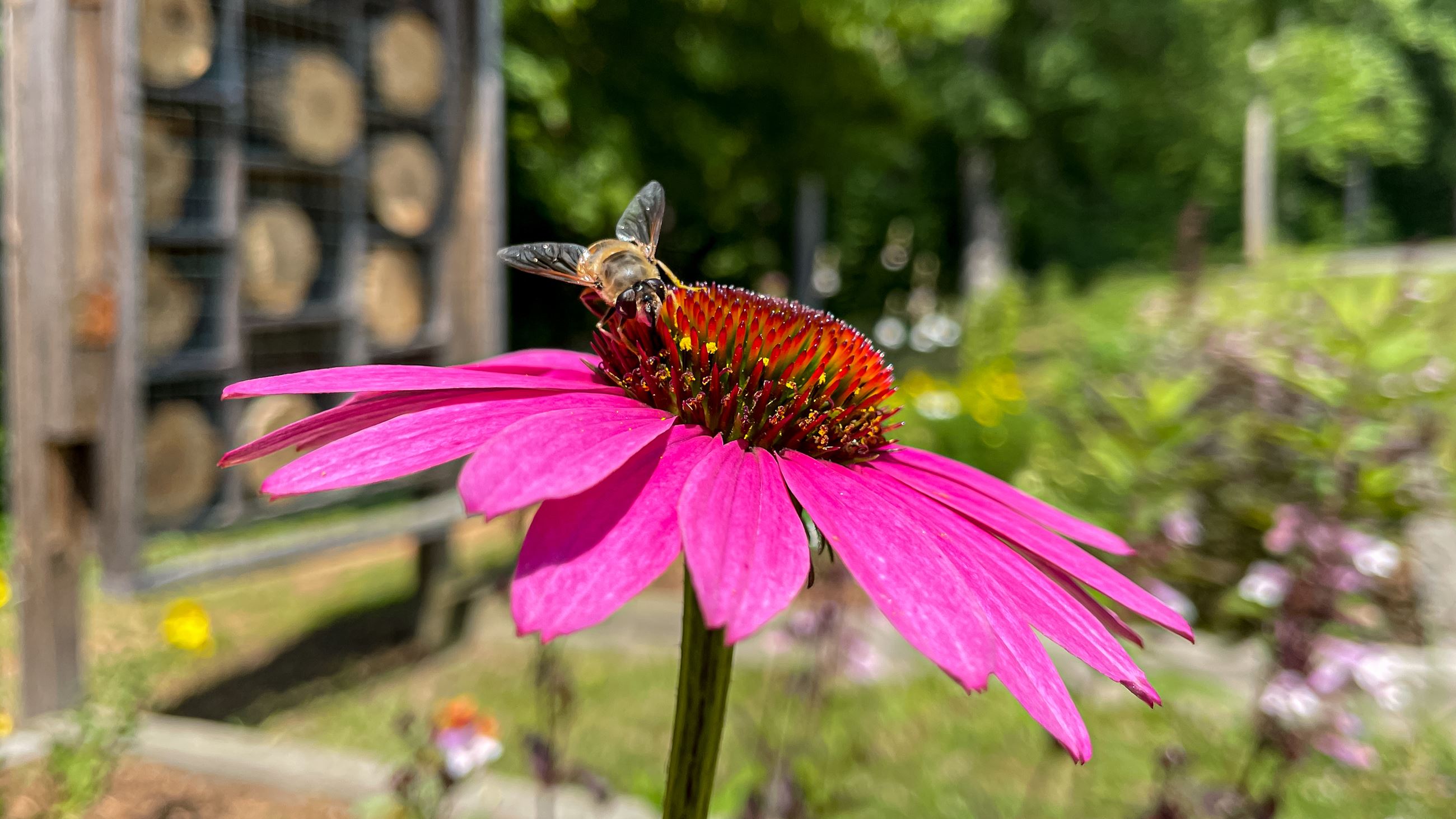 Pollinators Week 2023-1