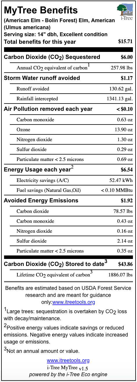 American Elm Bolin Forest