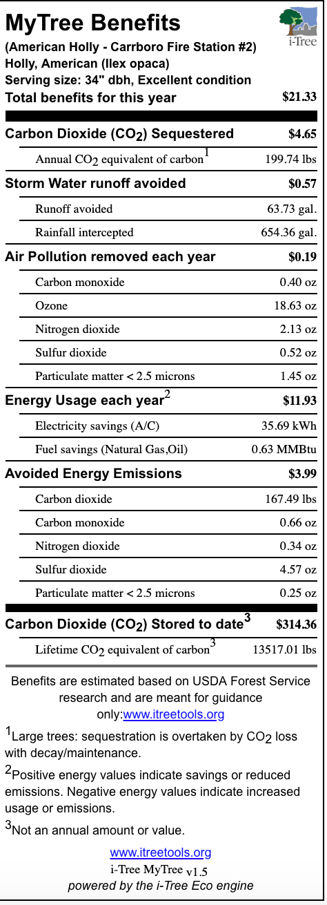 American Holly Carrboro Fire Station 2